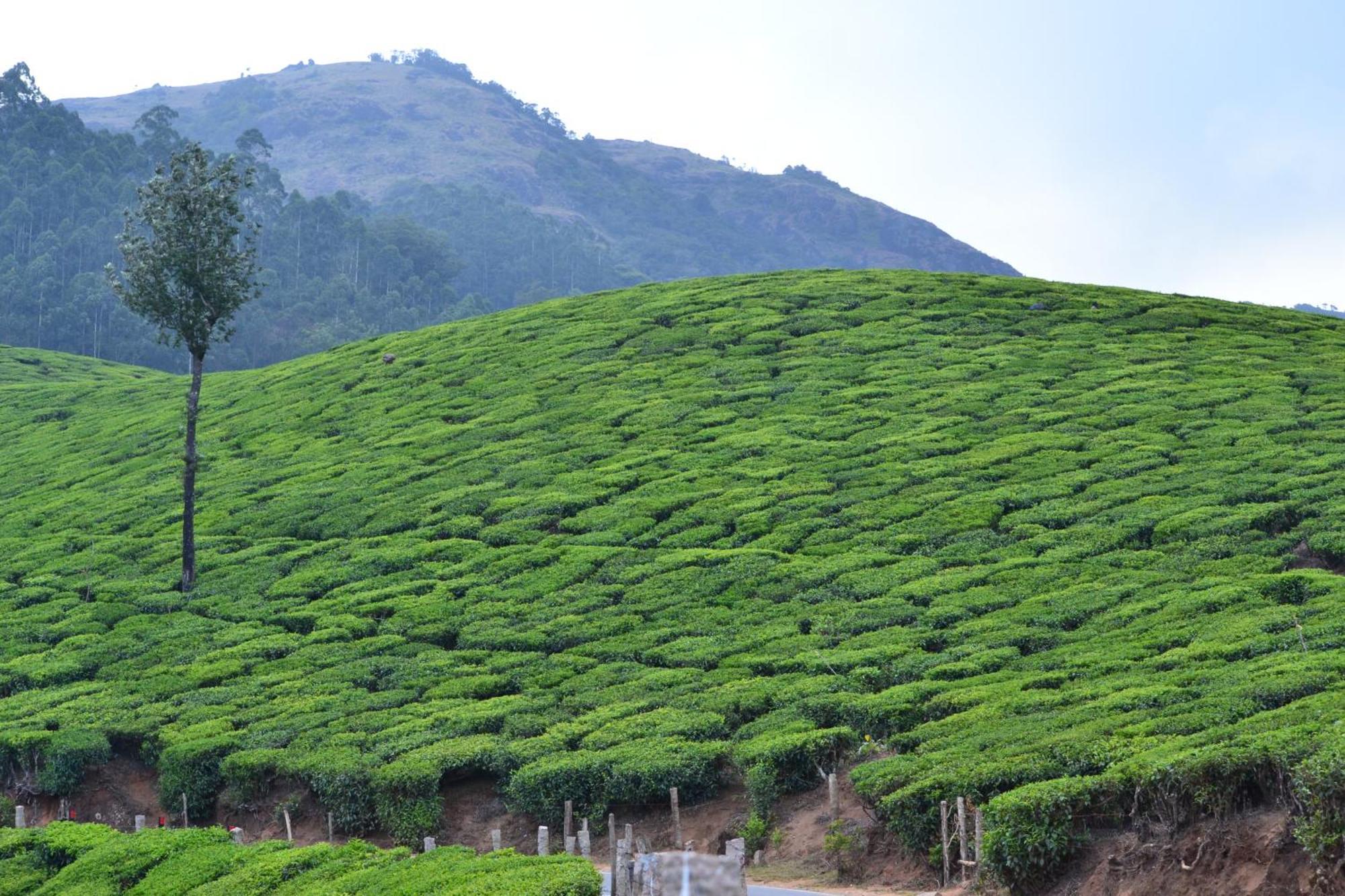 Arabian Nights Munnar Βίλα Εξωτερικό φωτογραφία